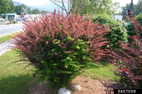 barberry bush invasive species.